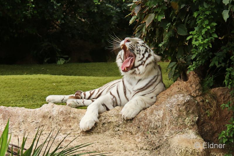 Loro_15_IMG_9355as_Gina