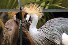 Loro_02_IMG_9169ab_Gina