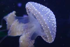 Loro_03_DSC03259a_Joki