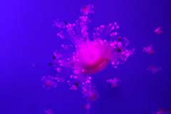 Loro_04_DSC03238a_Joki