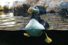 Loro_06_IMG_9933_acdc3_Gina