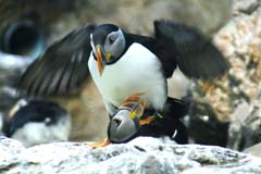 Loro_07_IMG_9925ab2s_Gina