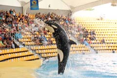 Loro_09_IMG_9598b_Joki