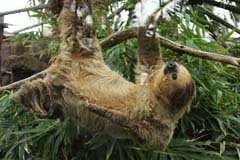 Loro_14_IMG_9598b_Gina