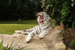 Loro_15_IMG_9355as_Gina