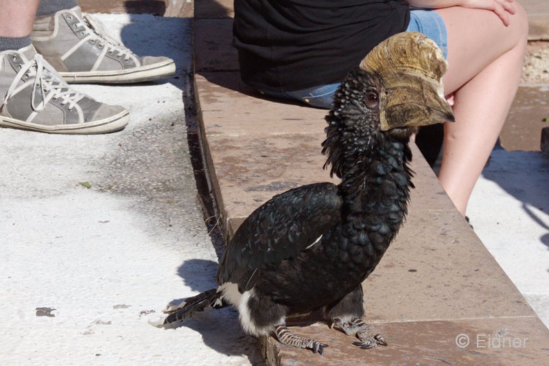 Jungle_01_IMG_6416abs_Joki