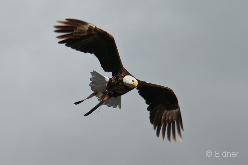 Jungle_03_IMG_5985ast_Gina