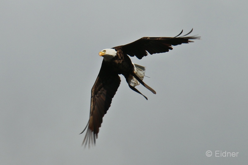 Jungle_04_IMG_5903as_Gina