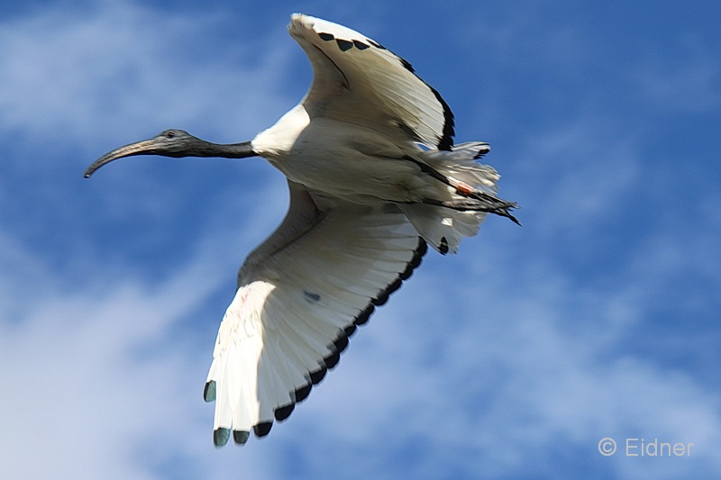 Heiliger Ibis Jungle_06_IMG_6428as_Gina