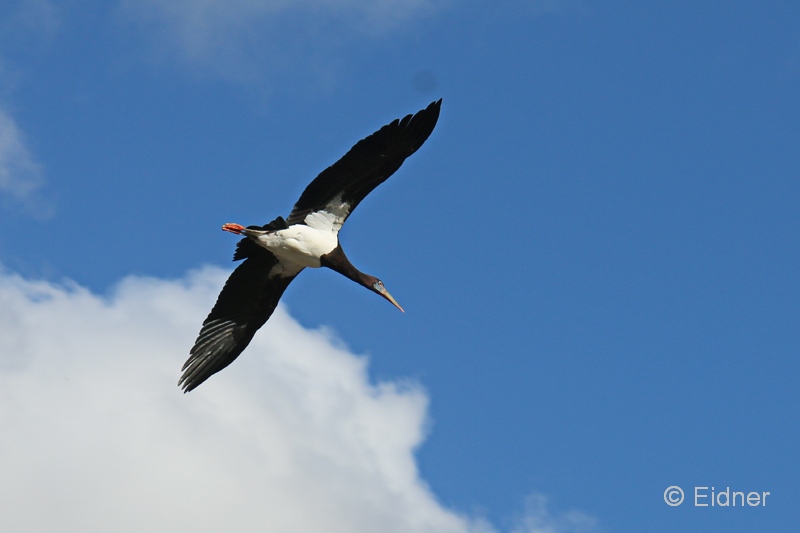 Jungle_07_IMG_6576as_Gina