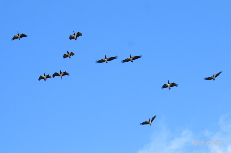 Jungle_08_IMG_6147a_Gina