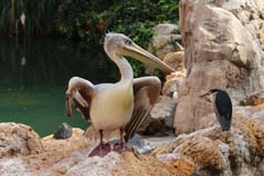 Jungle_05_IMG_4632_Gina