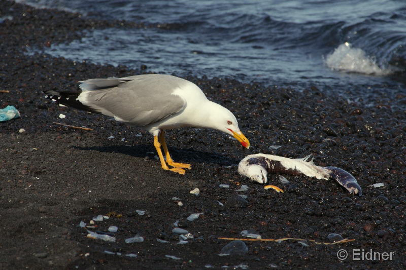 02_IMG_5752_Stromboli