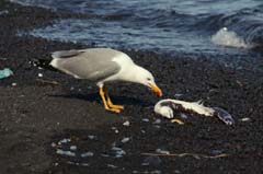 02_IMG_5752_Stromboli