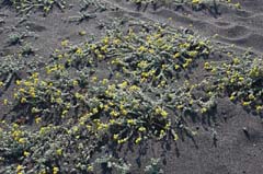 03_IMG_5754_Stromboli