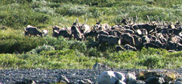 Panorama_Rentiere_780x120_Pixel